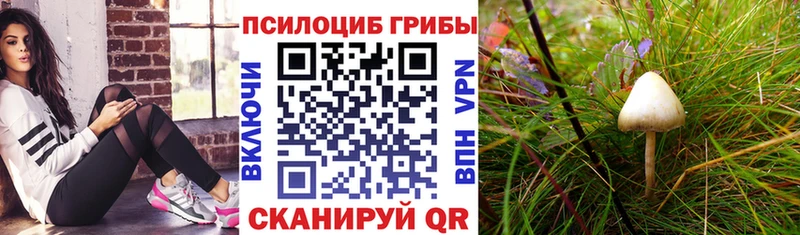 Купить где  Чехов  Псилоцибиновые грибы MAGIC MUSHROOMS 